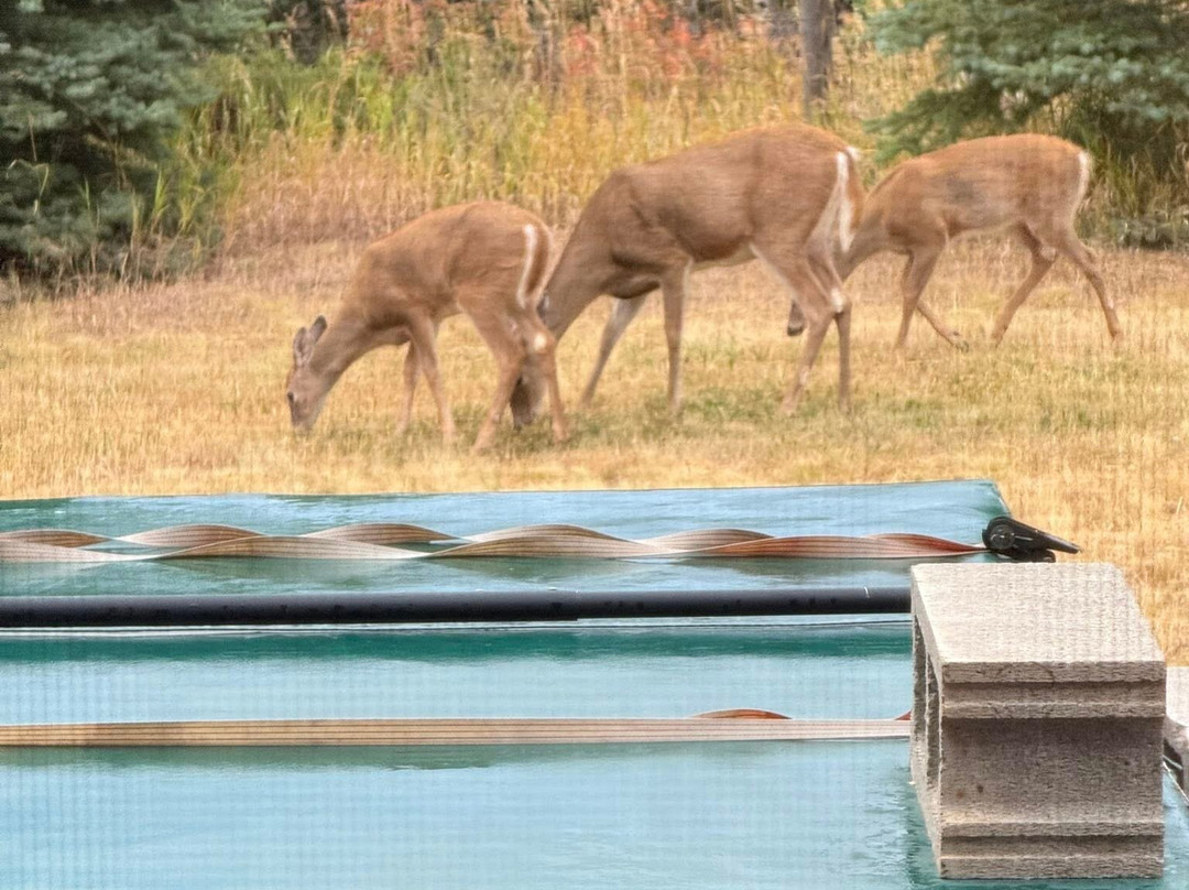 Inn on the Beartooth主图