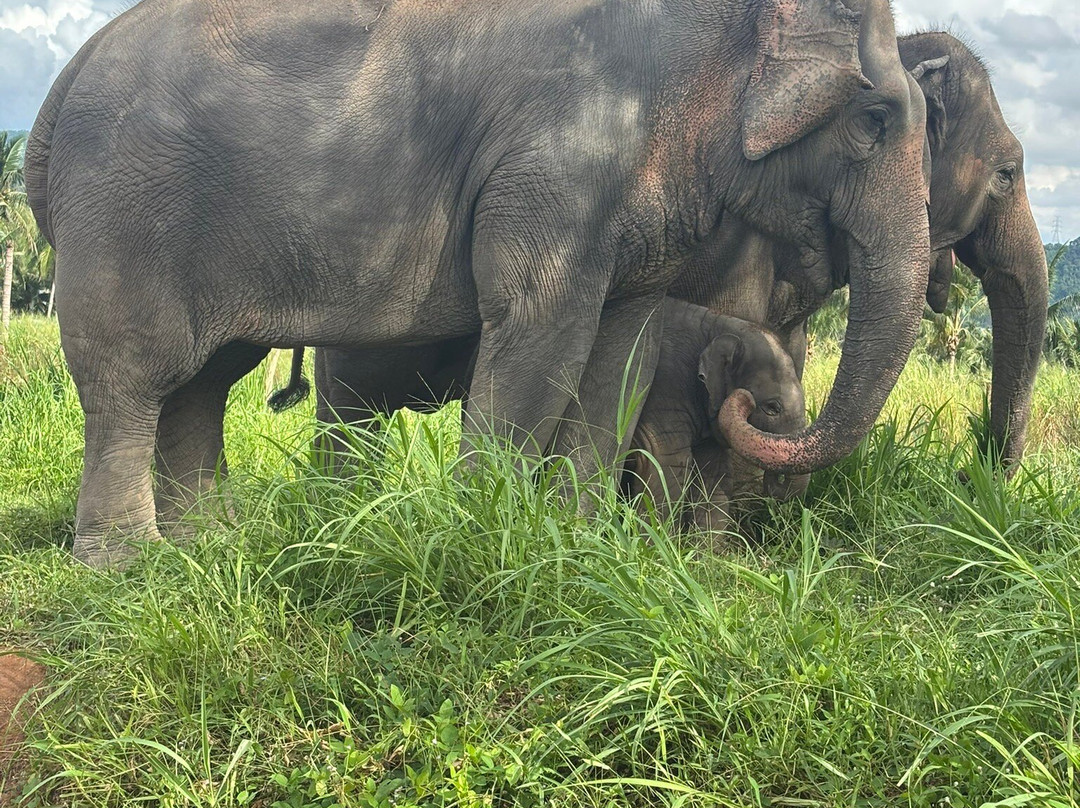 Living Green Elephant Sanctuary-清迈必去景点