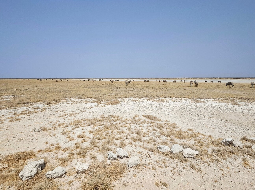 Etosha Pan-纳米比亚埃托沙国家公园必去景点