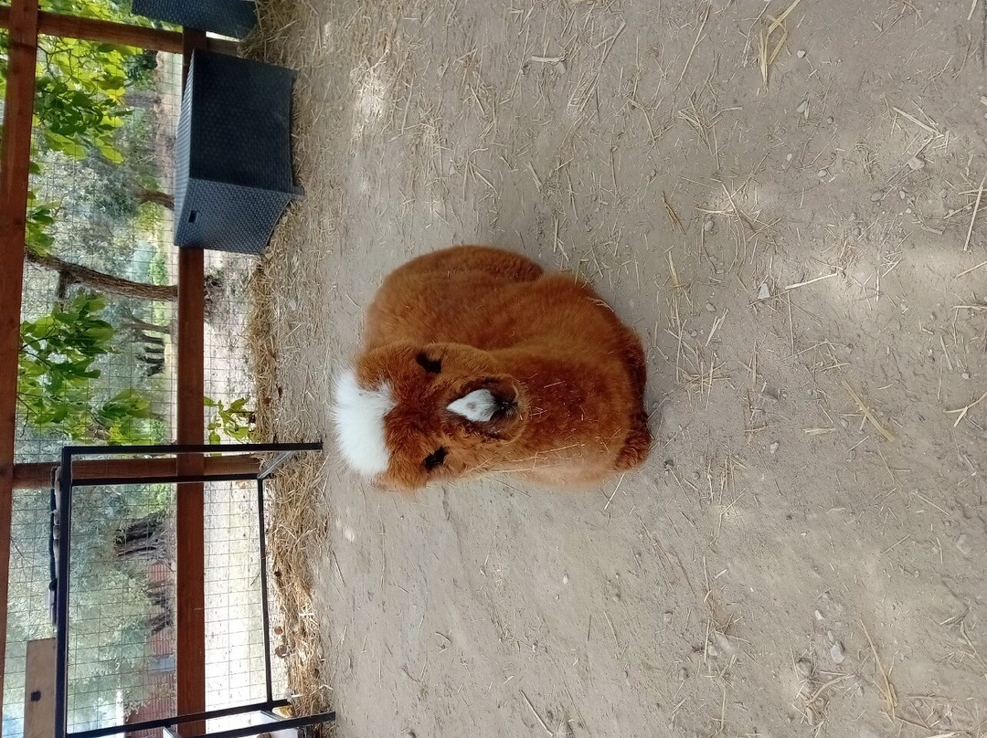 Basilicata Alpaca-Acerenza必去景点