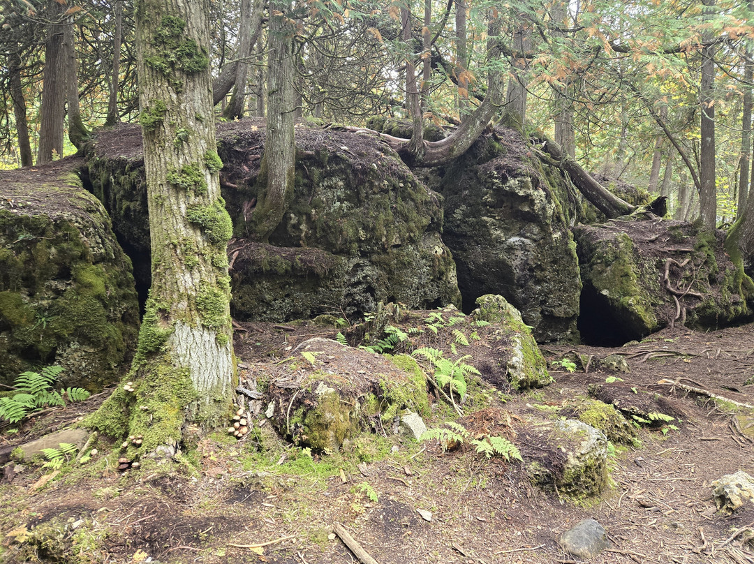 Bush Bay Trail Narnia Trail