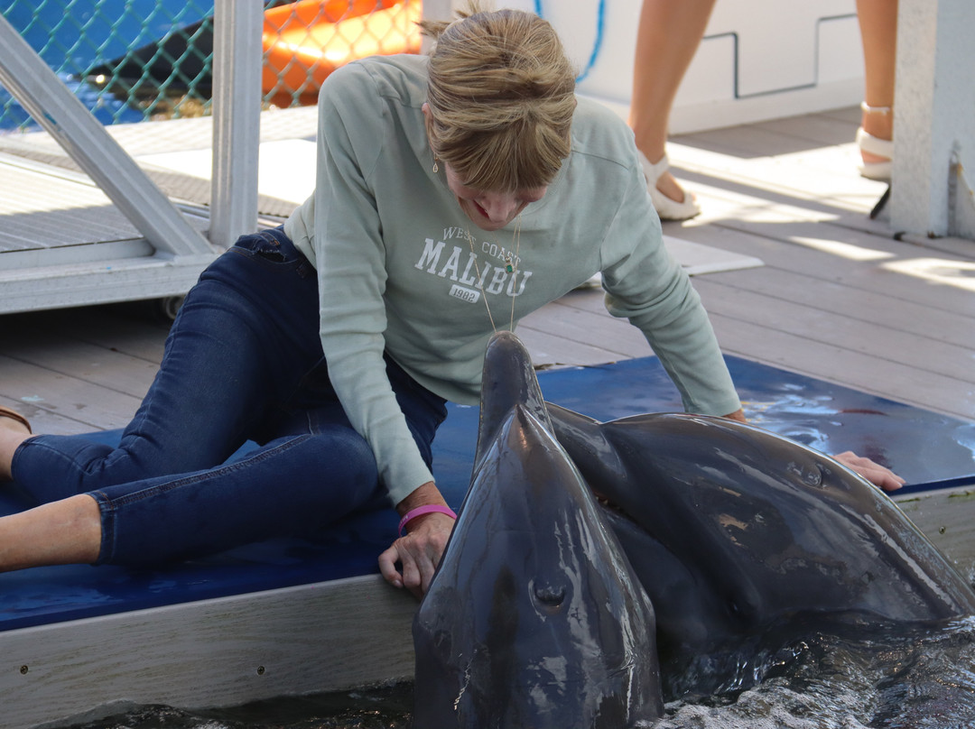 Dolphin Life-拉哥岛必去景点