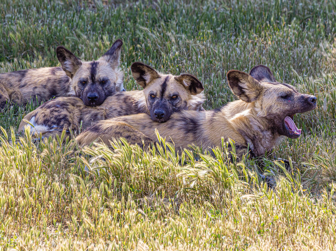 Monarto Safari Park-Monarto必去景点