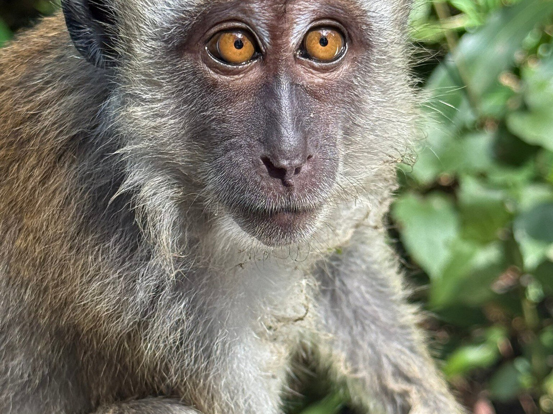 The Habitat Penang Hill-槟城岛必去景点