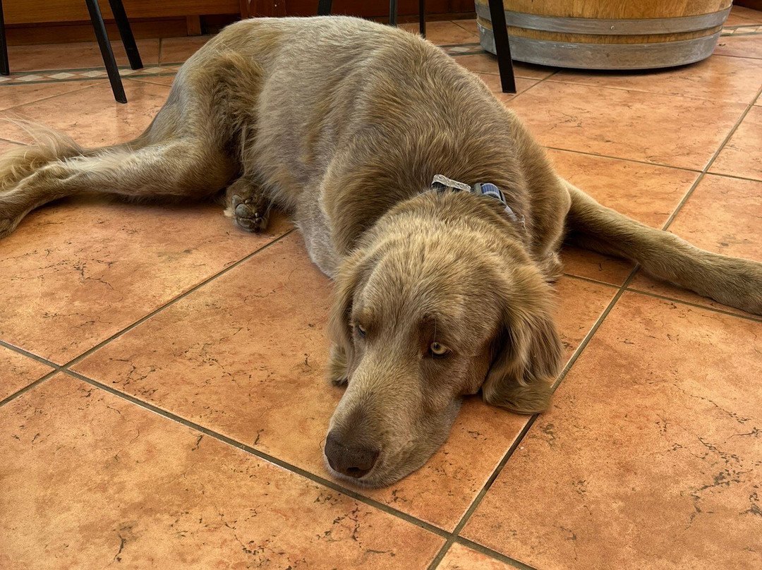 The Long Lunch Tour Co-科尔斯湾必去景点