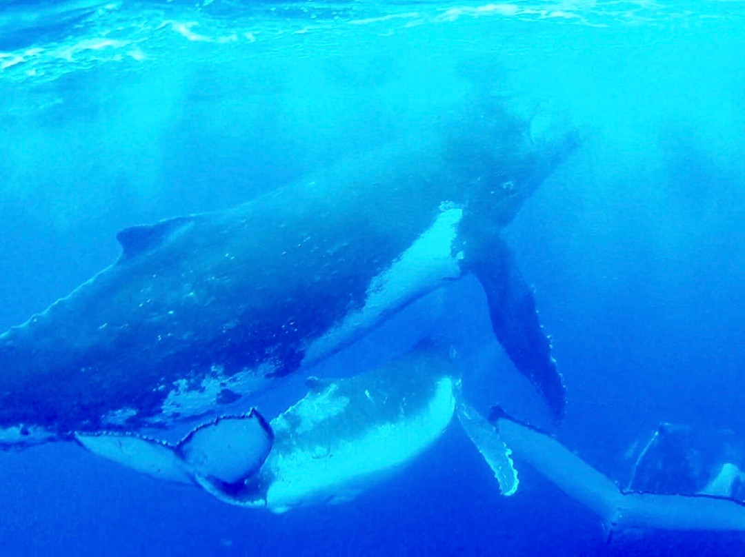 Kiko's Swim with Whales Tours-'Eua Island必去景点