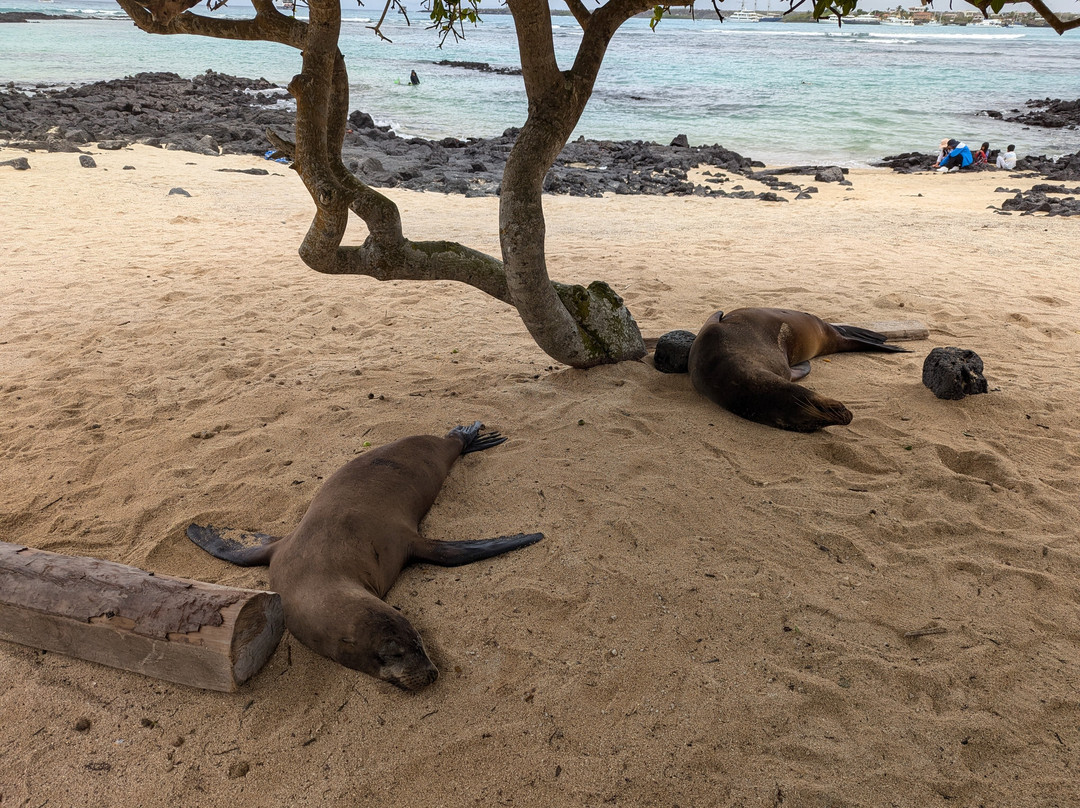 Playa de La Estacion-阿约拉港必去景点