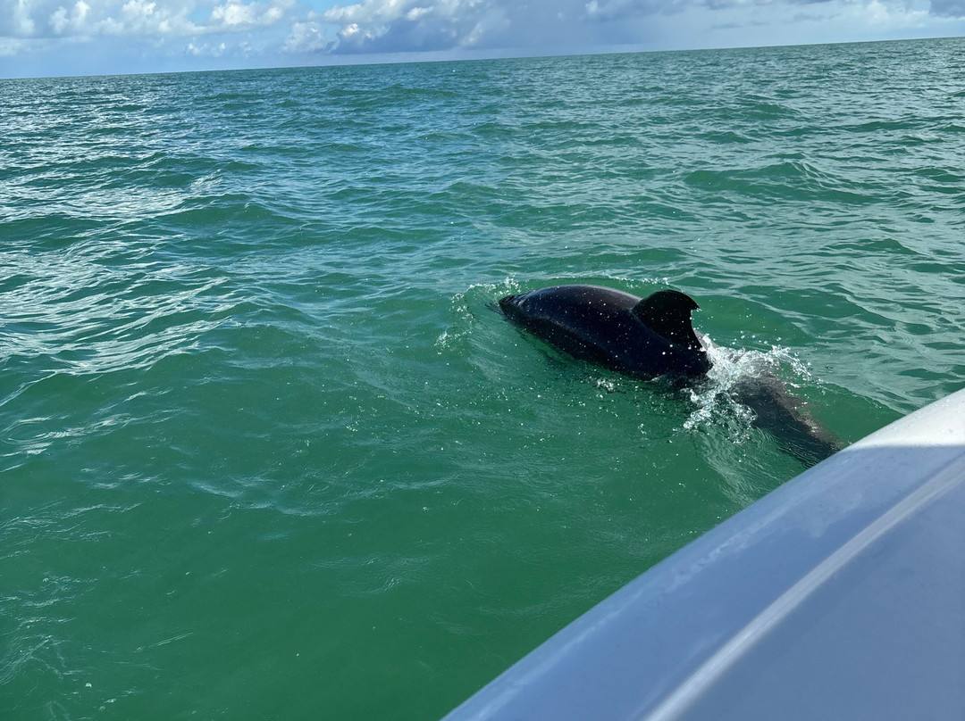 Wild About Dolphins-基韦斯特必去景点