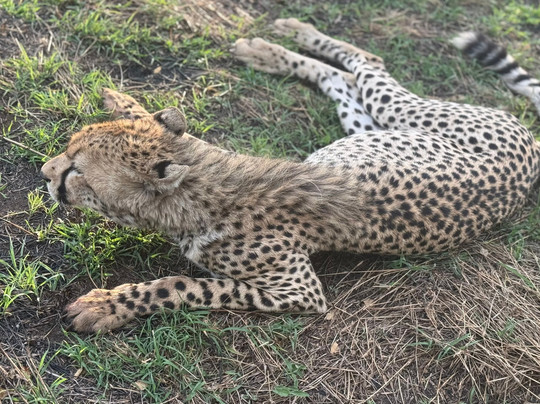 The Luna Safari-阿鲁沙必去景点