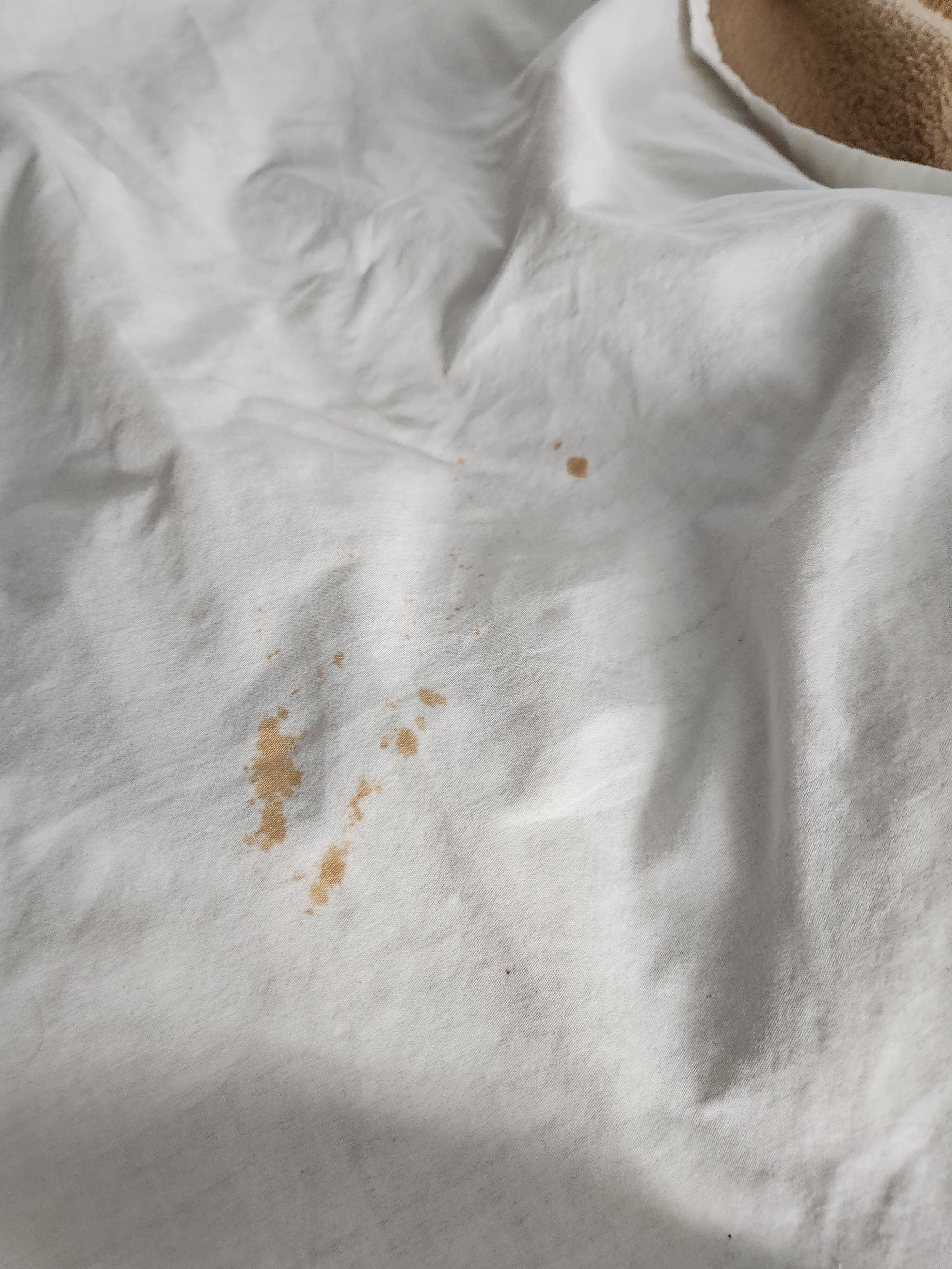 佩里维尔戴斯酒店-客卧