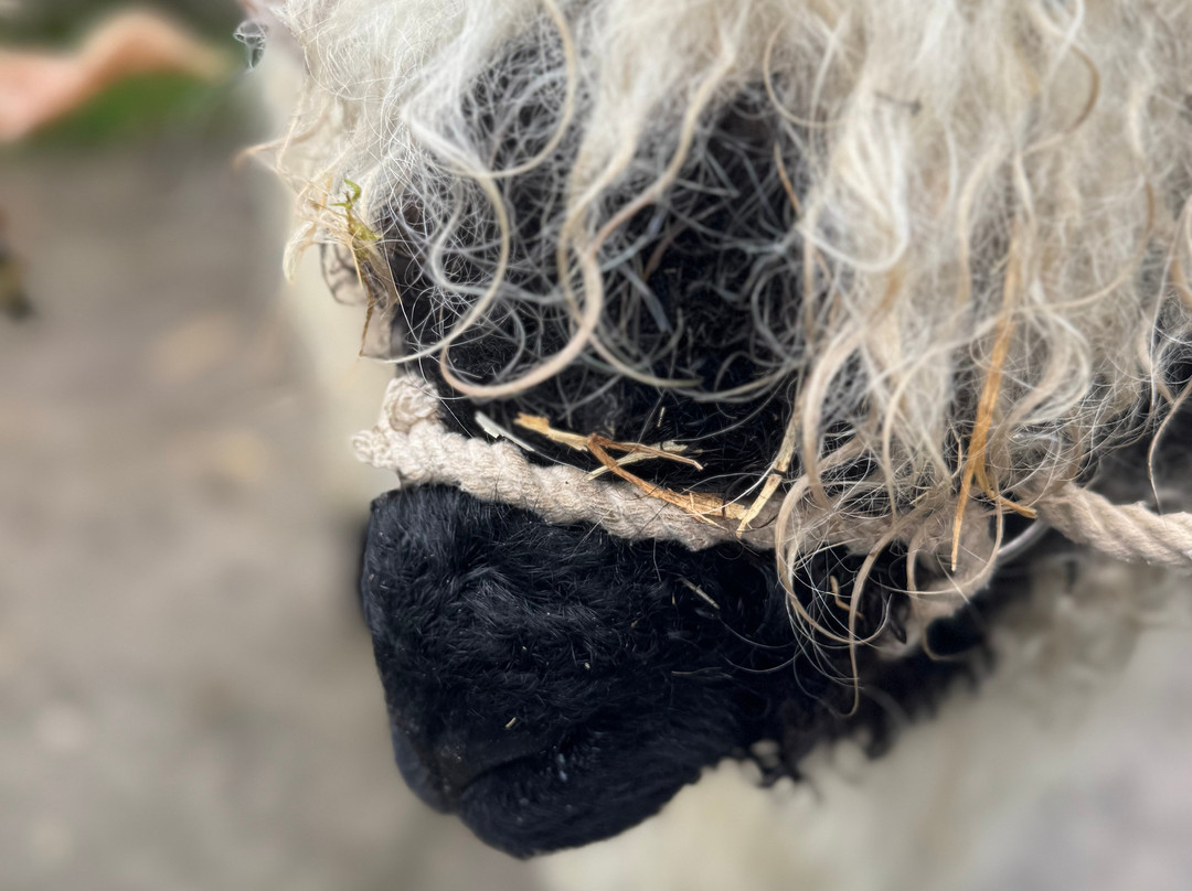 Wild Atlantic Sheep Walks-Tobercurry必去景点