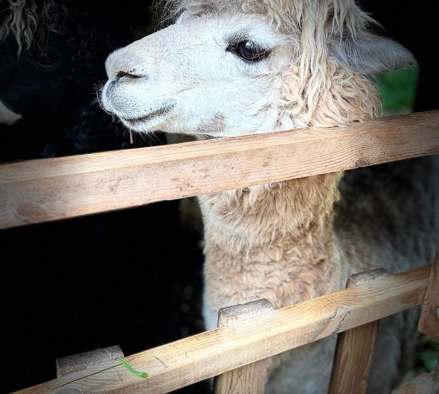 Alpaca Trekking-Wells-next-the-Sea必去景点