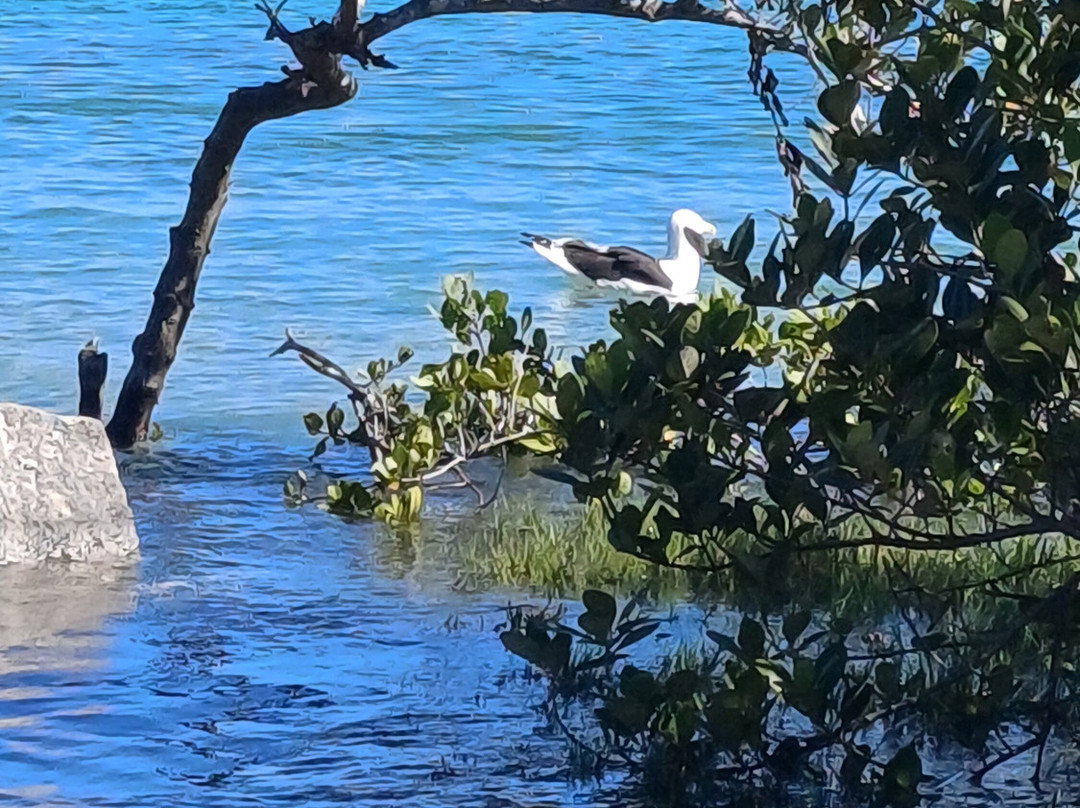 Japones Island Beach-卡布弗里乌必去景点