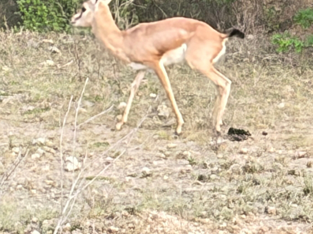 Bishnoi Village Safari-焦特布尔必去景点