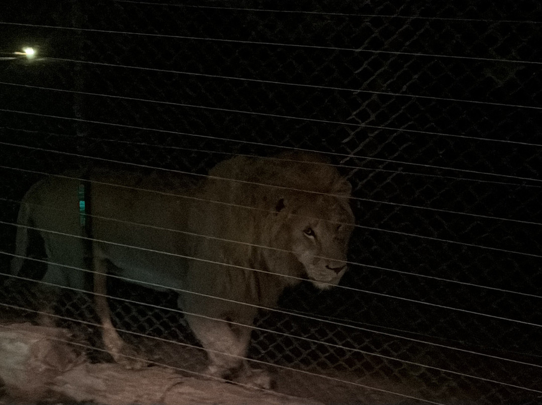 Pumbaa Wildpark And Accommodation-尼斯普鲁特必去景点