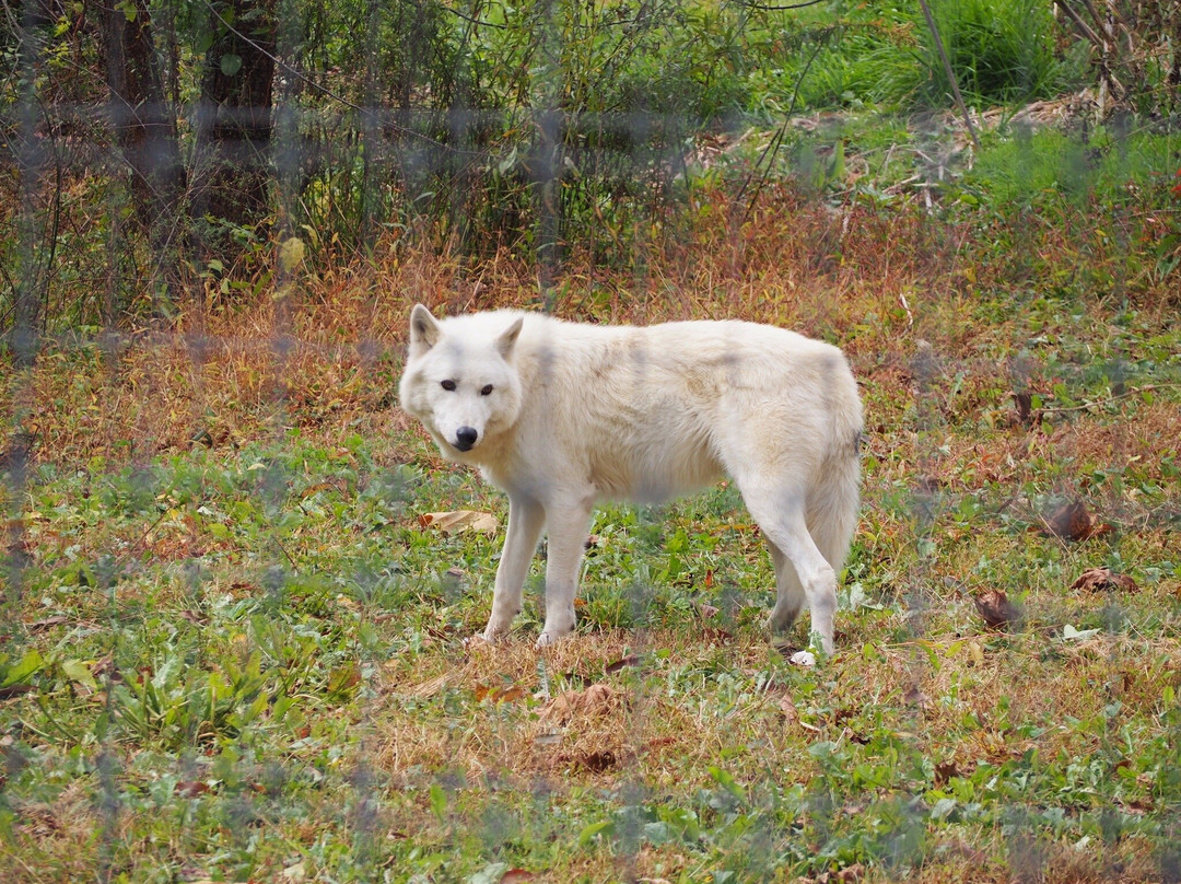Wolf Sanctuary of PA-利蒂茨必去景点