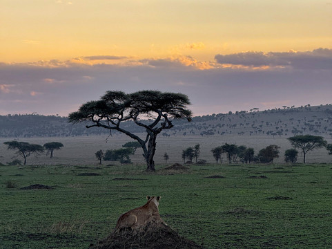 Kway tours and Safari's-桑给巴尔岛必去景点
