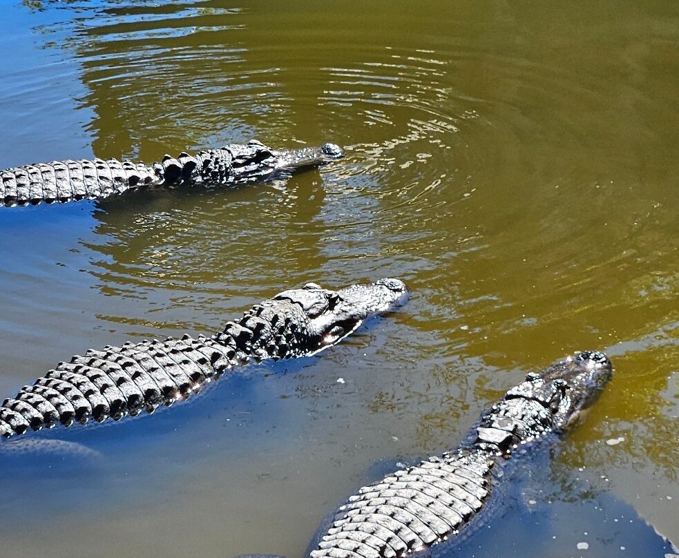 Alligator Adventure-美特尔海滩必去景点