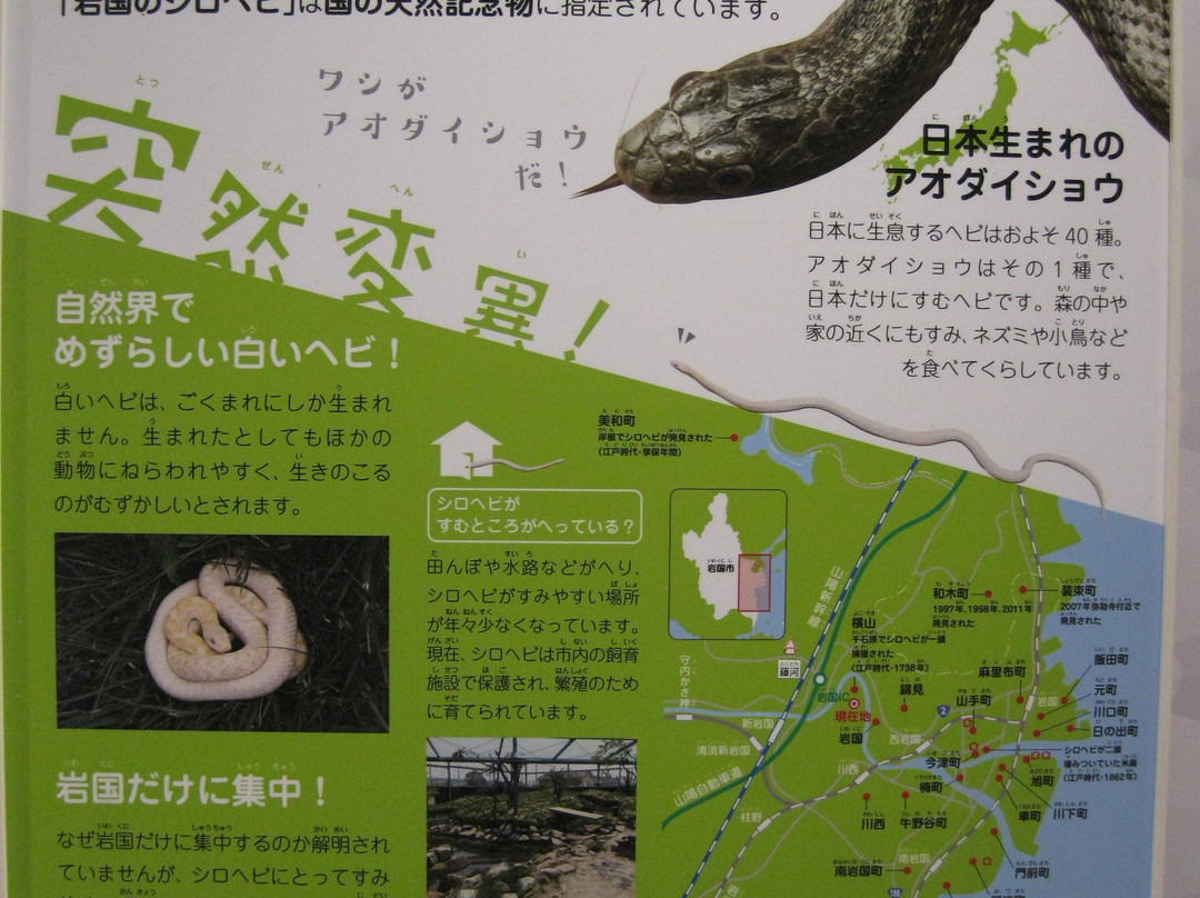 Iwakuni Shirohebi Museum-岩国市必去景点