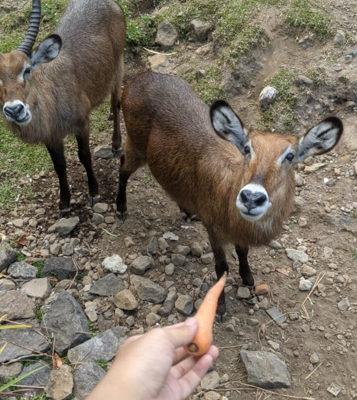 Baobab Safari Resort主图