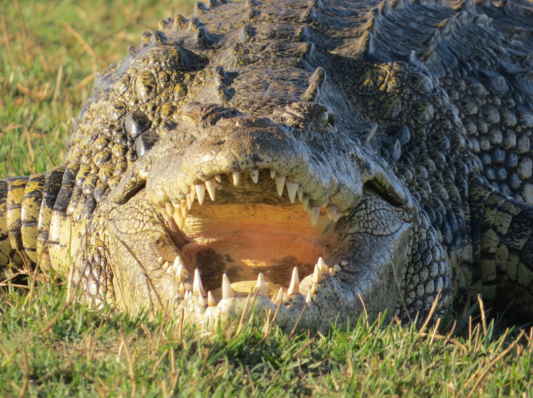 Gondwana Tours & Safaris-马翁必去景点