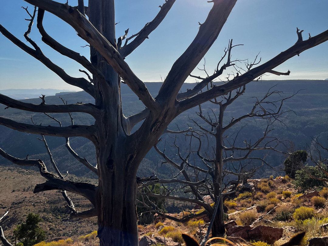 Zion Wright Family Ranch-Virgin必去景点