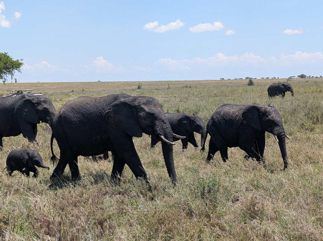 Zara Tanzania Adventures-莫西必去景点