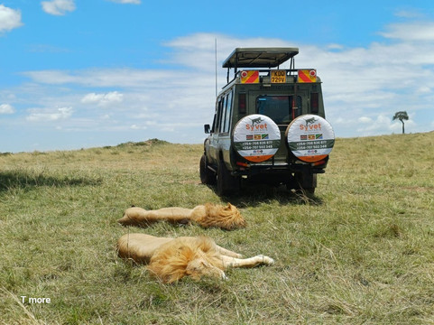 Syvet Safaris-内罗毕必去景点