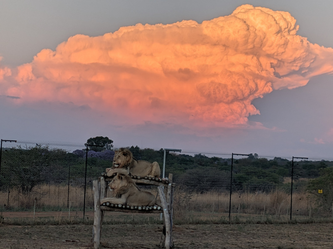 Lion and Cheetah Sanctuary-柯立南必去景点