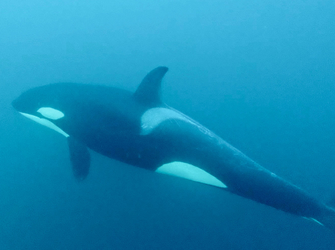 Lofoten Opplevelser-霍宁斯沃格必去景点