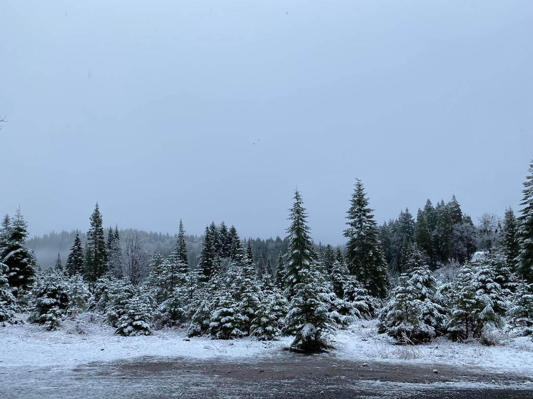 Snowy Peaks Tree Farm-Foresthill必去景点