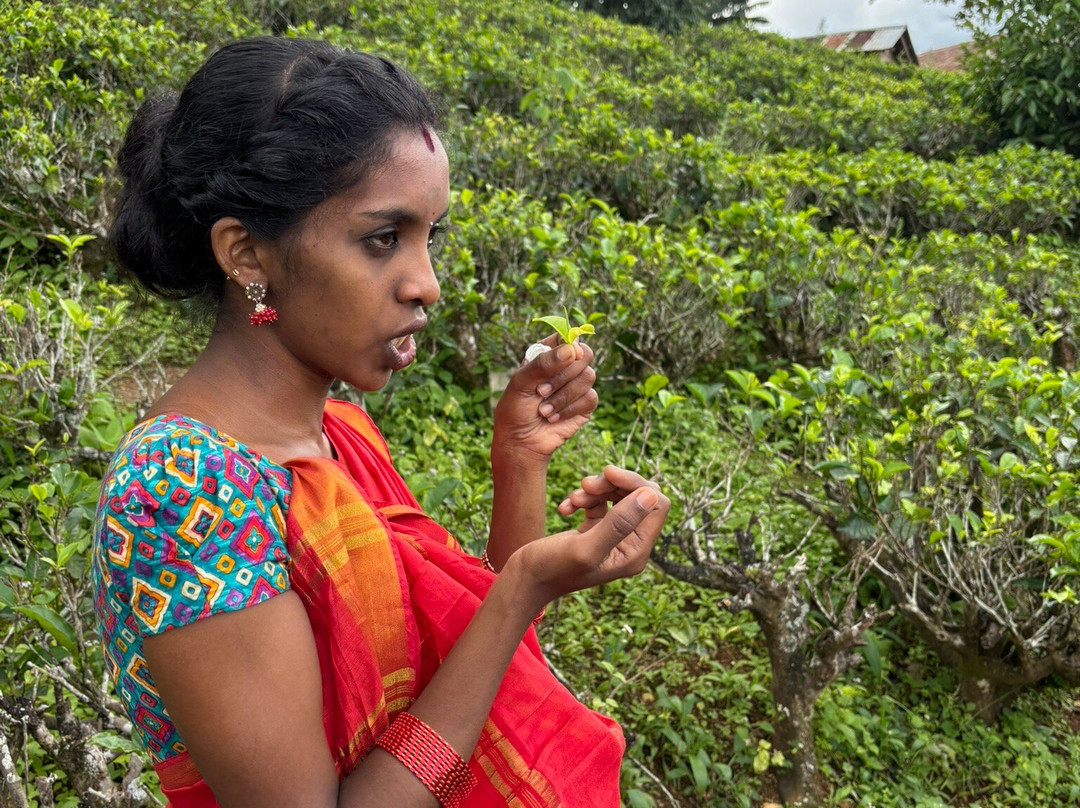 Glenloch Tea Factory-Katukitula必去景点