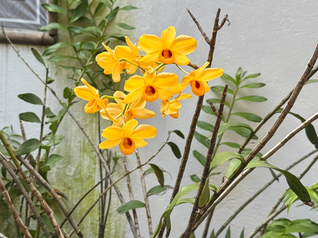 Museo De La Orquídea-科特佩必去景点