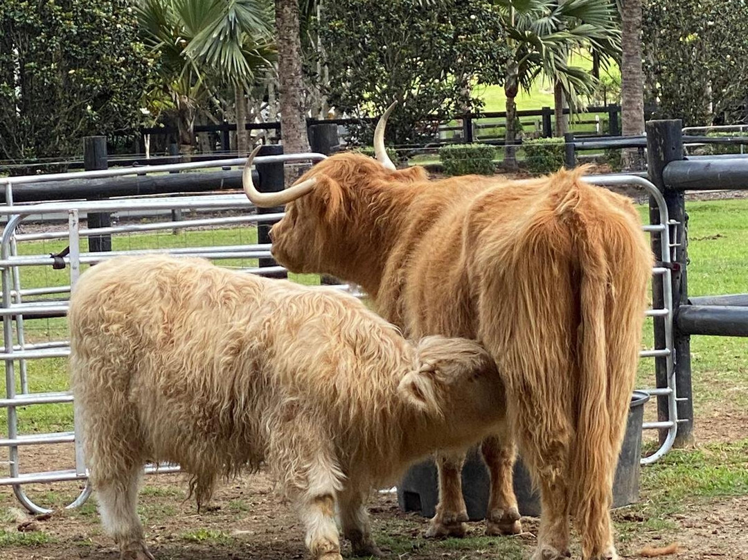 Bexland - Exclusive Highland Cow and Farm Experiences-Doonan必去景点