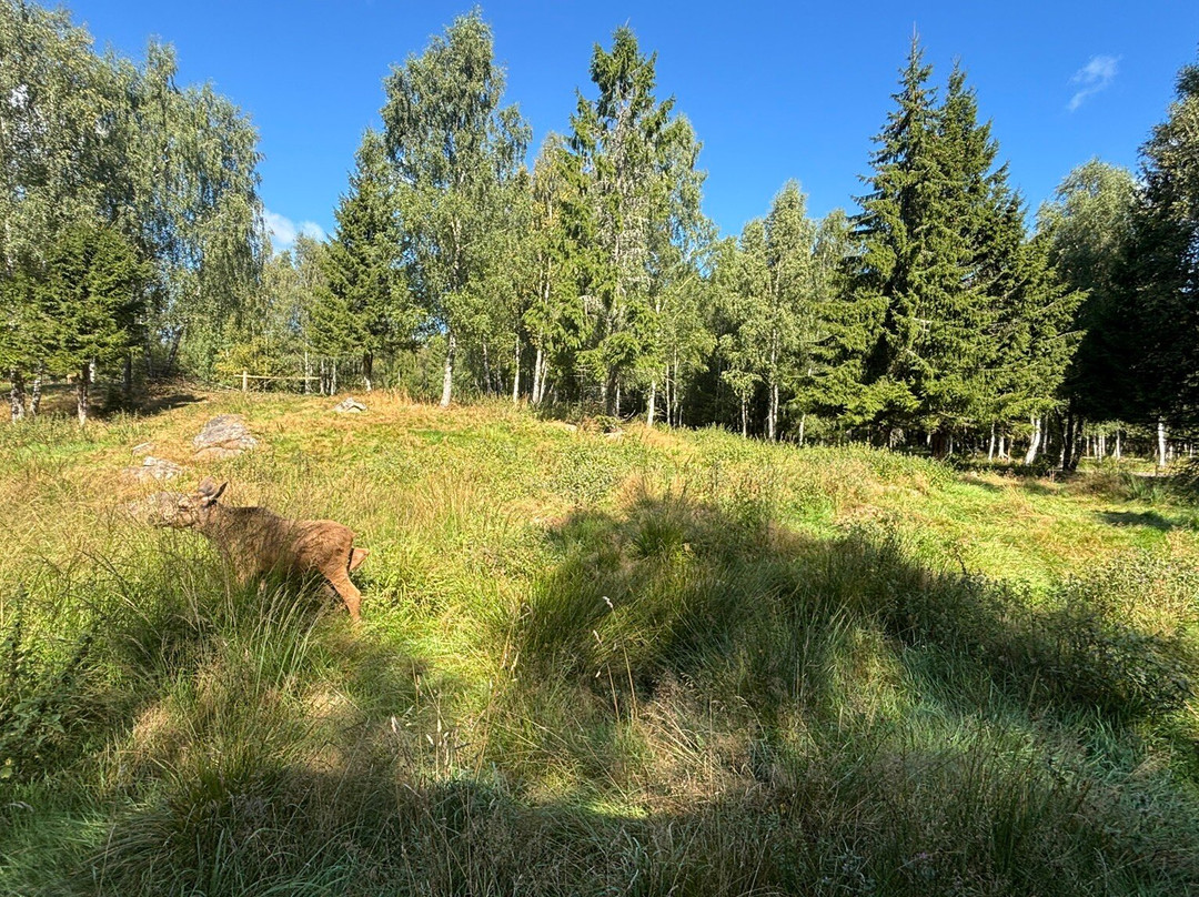 Smålandet Markaryds Älgsafari-Markaryd必去景点