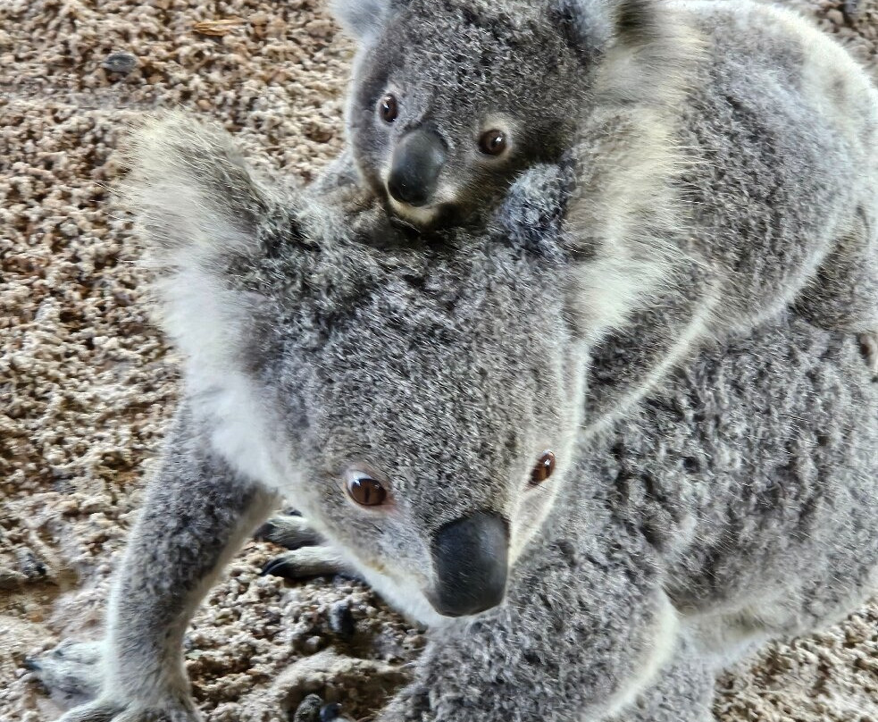 Billabong Zoo Koala & Wildlife Park-麦克夸利港必去景点