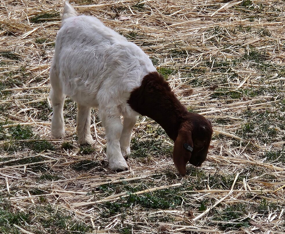 Hillview Farmstay主图