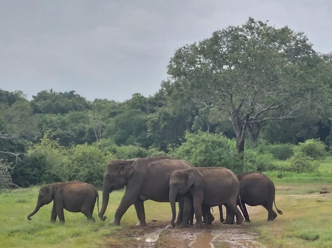 Rana's Travel Counter & Information Center-哈巴拉娜必去景点