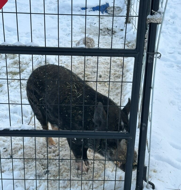 Reindeer Farm-帕尔默必去景点
