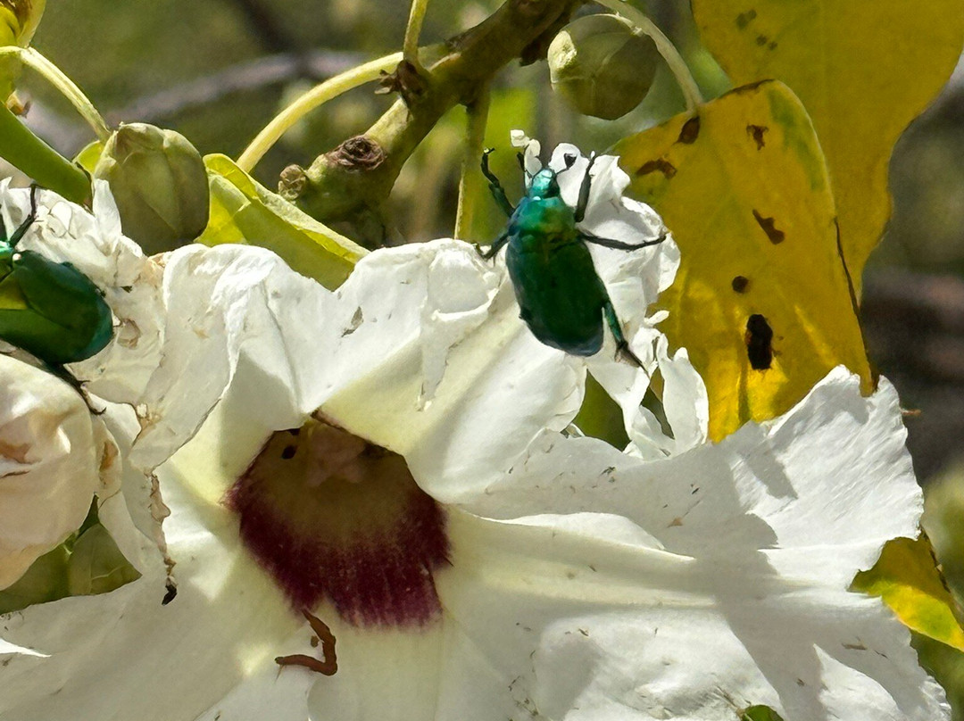 Oaxaca Experience Tours-瓦哈卡必去景点