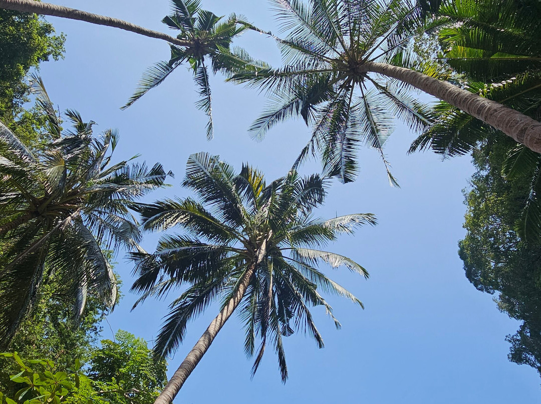 Phuket Seahorse Tours-卡伦必去景点