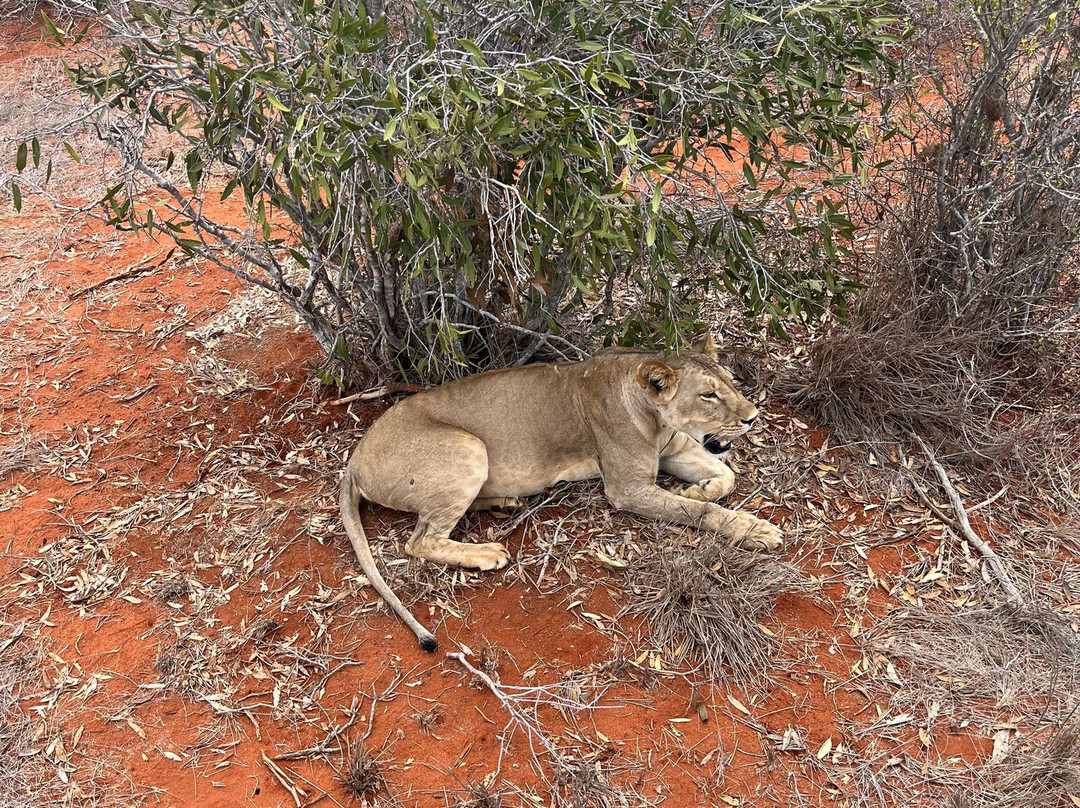 Garibaldi Safari Kenya-瓦塔木必去景点