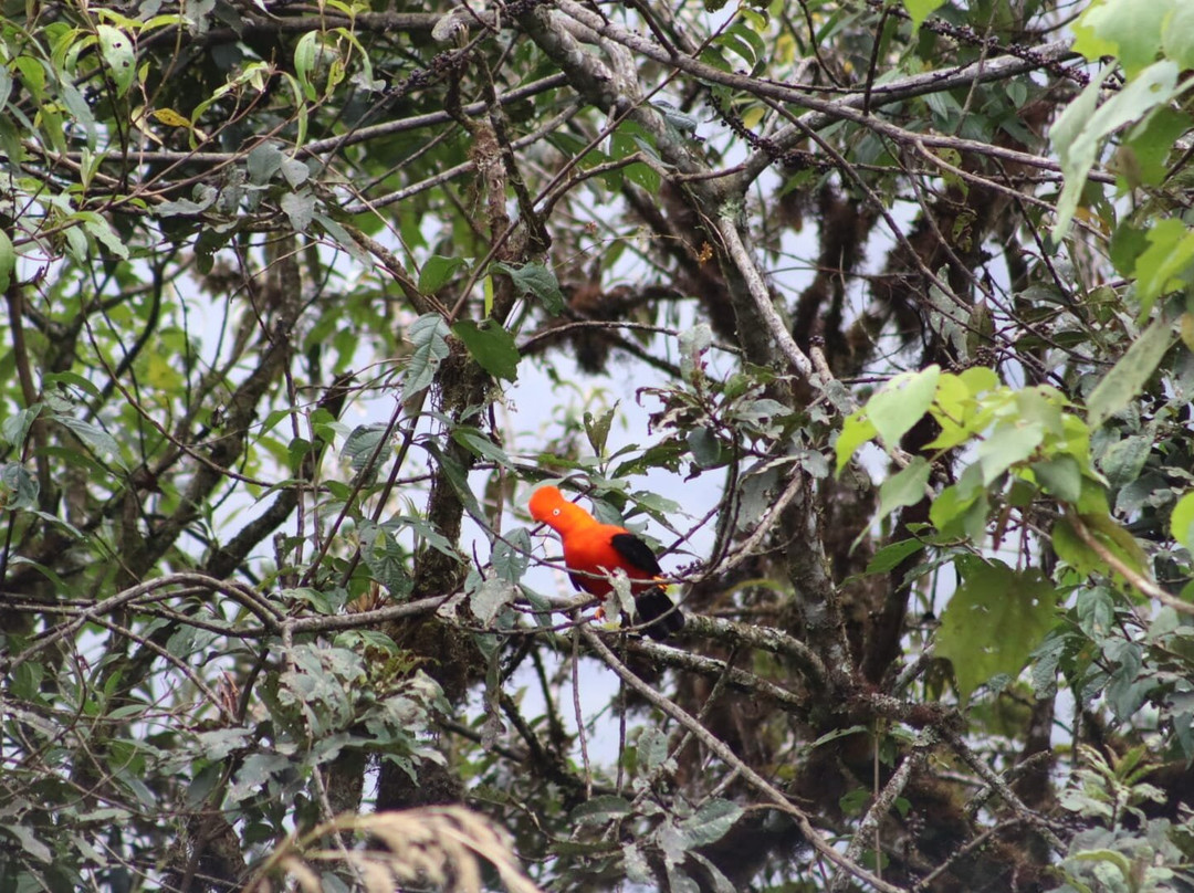 Inkamazonia Jungle Specialist-Manu必去景点