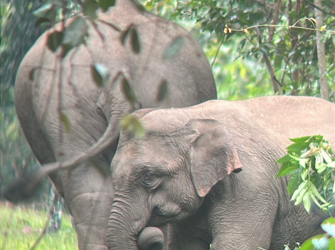 Green Leaf Tour-北冲县必去景点