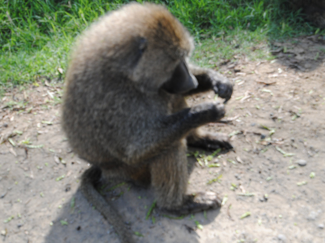 Morningstar Tours and Travel-Syokimau必去景点