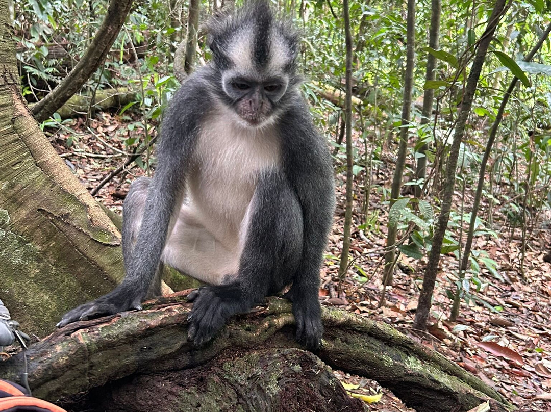 Sumatra Tour Adventures-武吉拉旺必去景点