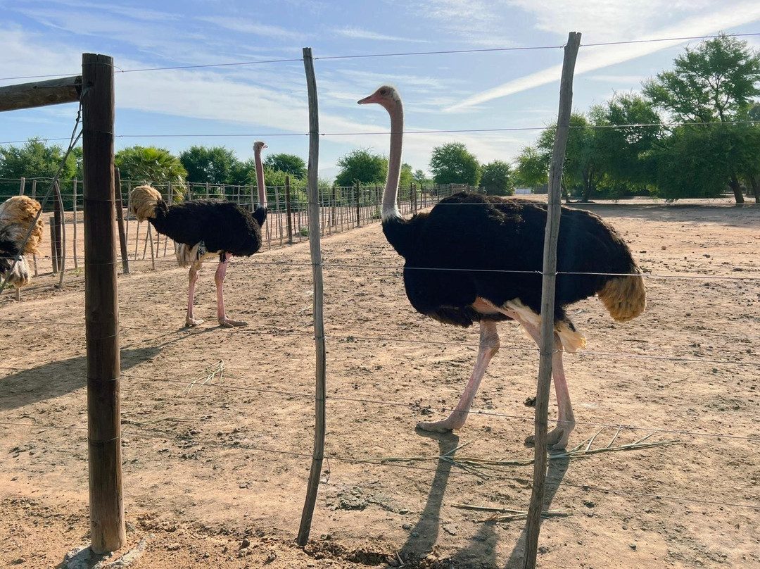 Safari Ostrich Farm-奥兹洪必去景点