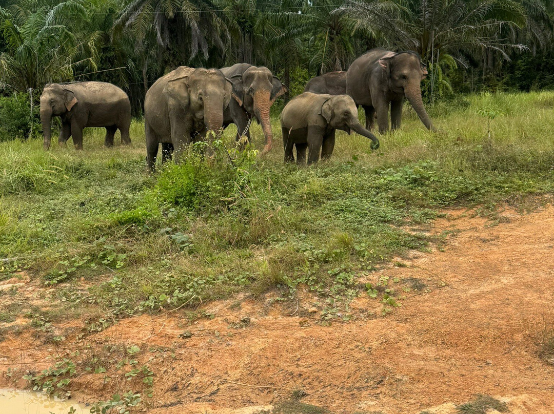 Following Giants - Krabi-Khlong Hin必去景点