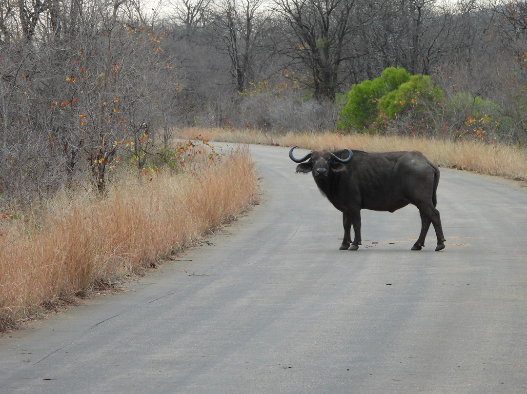 Khalanga Safaris-伐拉博瓦必去景点