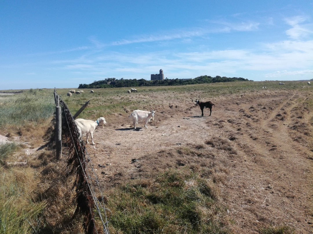 Tatihou Island-Saint-Vaast-la-Hougue必去景点